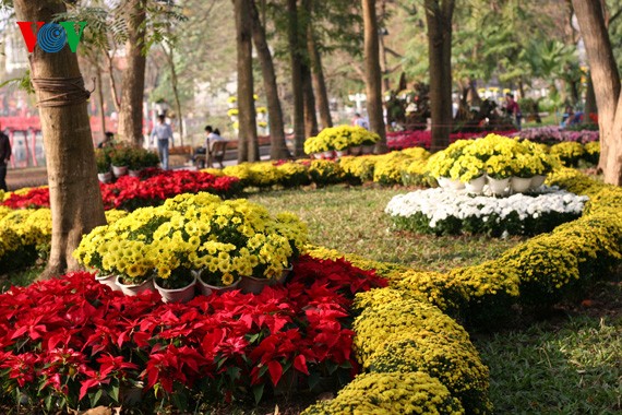 Spring flowers blossoming around Hanoi Lake - ảnh 5